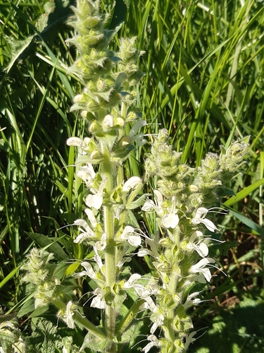 Image of Salvia austriaca by (c) Martin Scheuch, some rights reserved (CC BY)