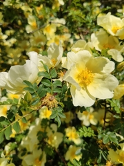 Rosa hugonis