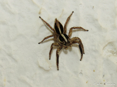 Plexippus paykulli