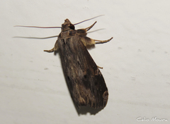Noctuidae