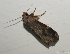 Noctuidae