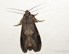 Noctuidae
