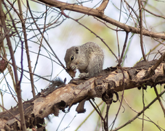 Heliosciurus gambianus