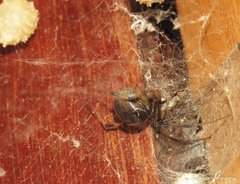 Latrodectus geometricus