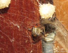 Latrodectus geometricus