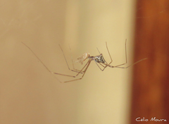 Crossopriza lyoni