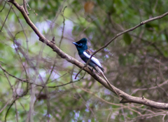 Terpsiphone viridis