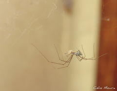 Crossopriza lyoni