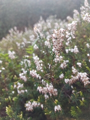 Erica carnea