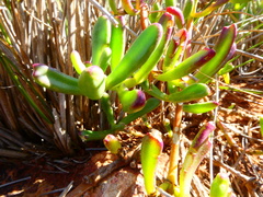 Mesembryanthemum longistylum