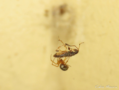 Theridion