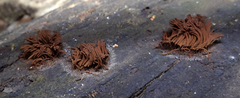 Stemonitis axifera