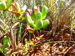 Mesembryanthemum longistylum