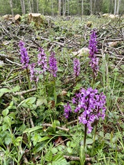 Orchis mascula