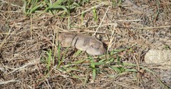 Thomomys talpoides