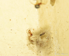 Theridion