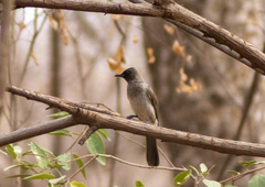 Pycnonotus barbatus
