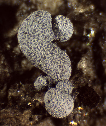 Representative image of Physarum notabile