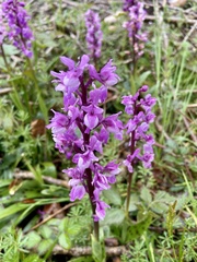 Orchis mascula