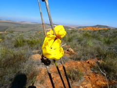 Bobartia longicyma