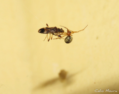 Theridion
