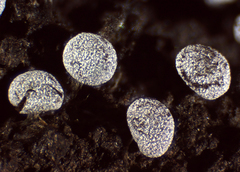 Physarum notabile
