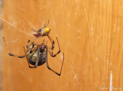 Latrodectus geometricus