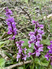 Orchis mascula