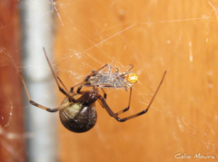 Latrodectus geometricus