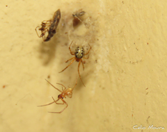 Theridion