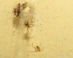 Theridion