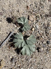 Cymopterus ripleyi