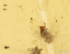 Theridion