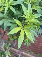 Rhopalum