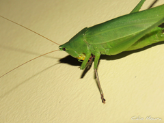 Neoconocephalus