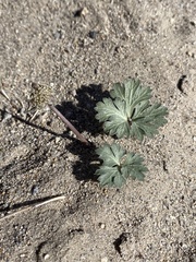 Cymopterus ripleyi