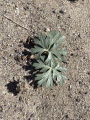 Cymopterus ripleyi