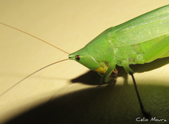 Neoconocephalus