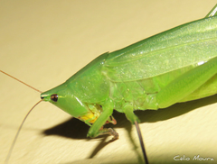 Neoconocephalus
