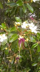 Capparis jamaicensis