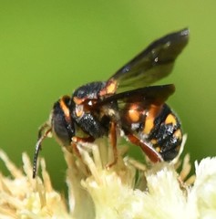 Loyolanthidium