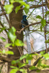 Terpsiphone viridis