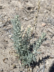 Neokochia americana