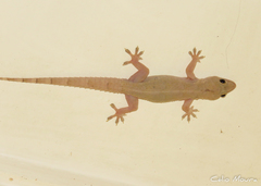 Hemidactylus mabouia