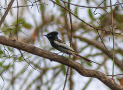 Terpsiphone viridis