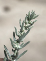 Neokochia americana