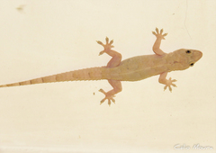 Hemidactylus mabouia