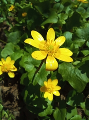 Ficaria verna