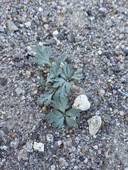 Cymopterus ripleyi