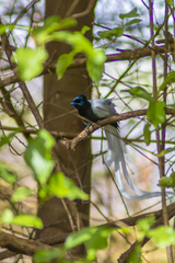 Terpsiphone viridis